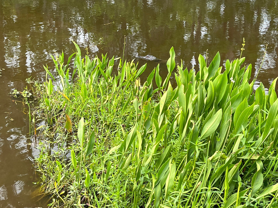 Ultimate Swamp Adventures-Westwego必去景点