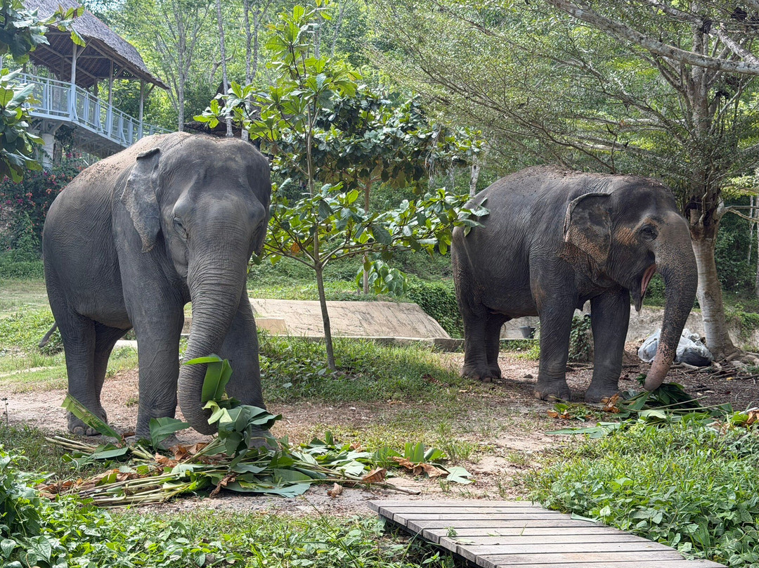 Phuket Elephant Sanctuary-普吉岛必去景点