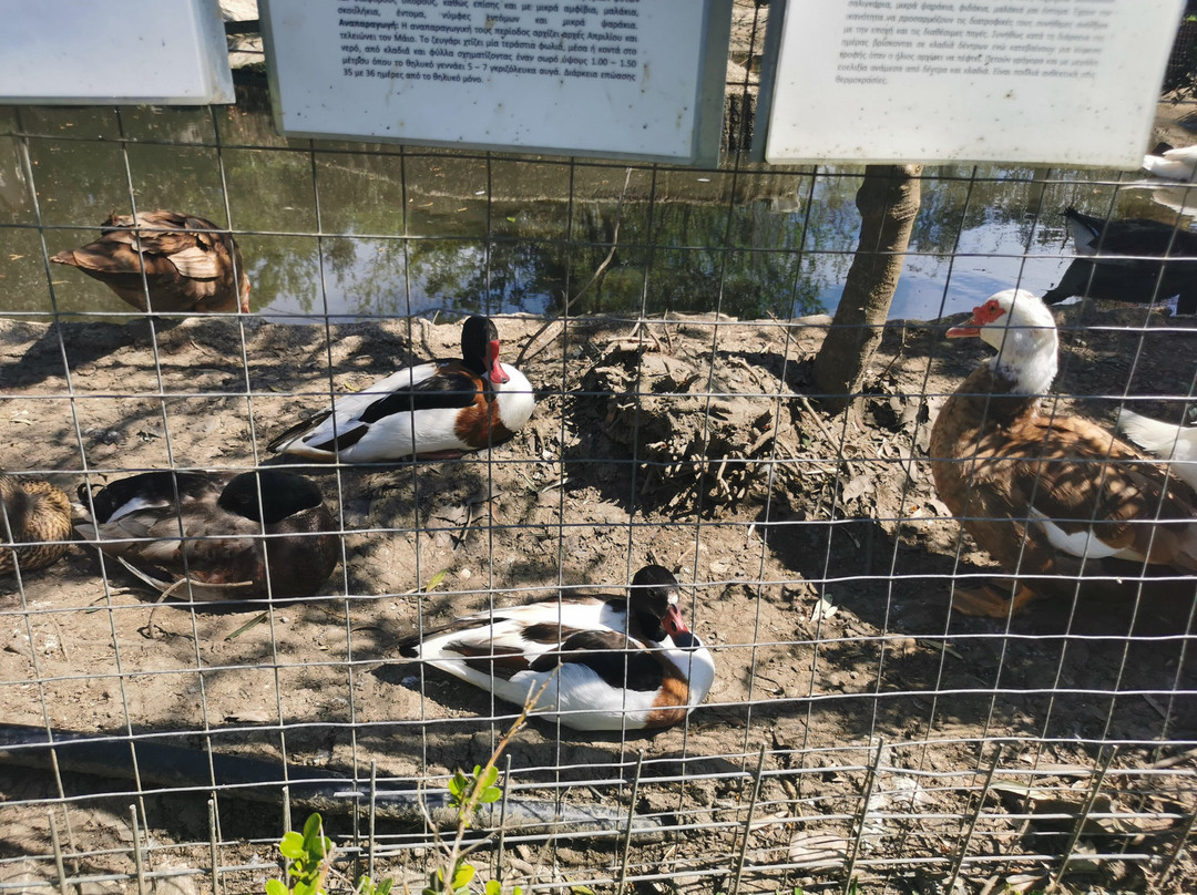 Ktíma - Zoo Park Polyzogópoulou-Amaliada必去景点