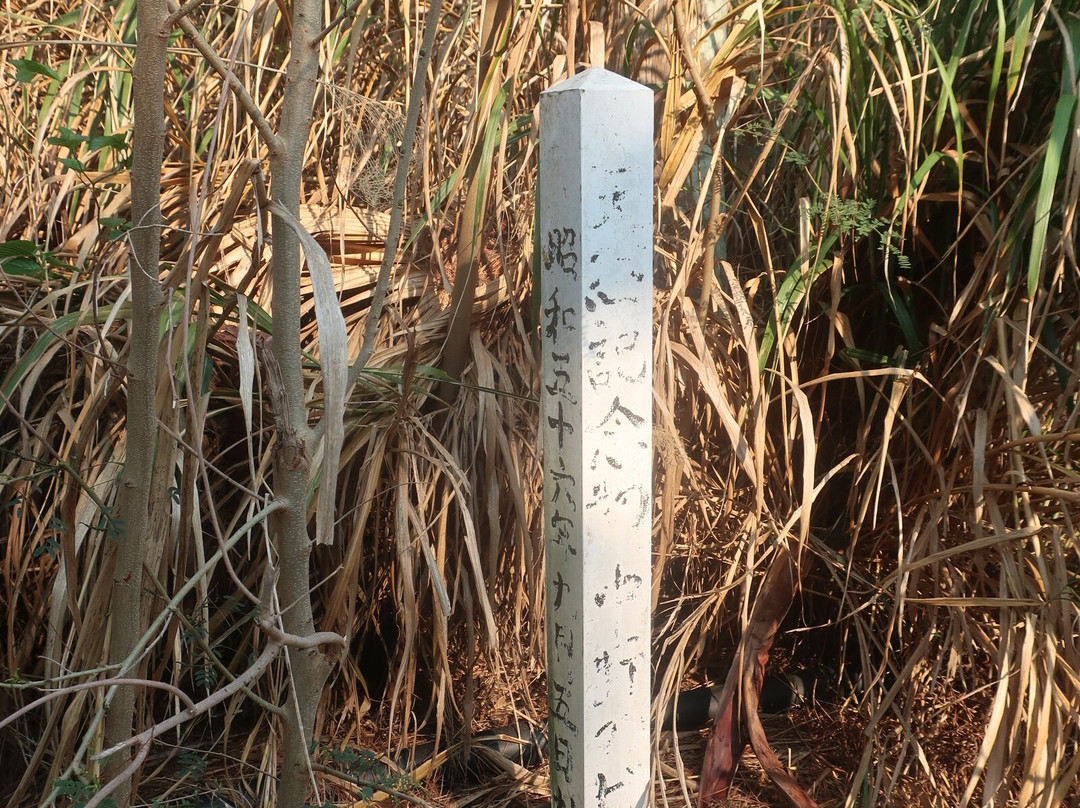 Nakano’s Forest of L. Chinensis-北大东村必去景点