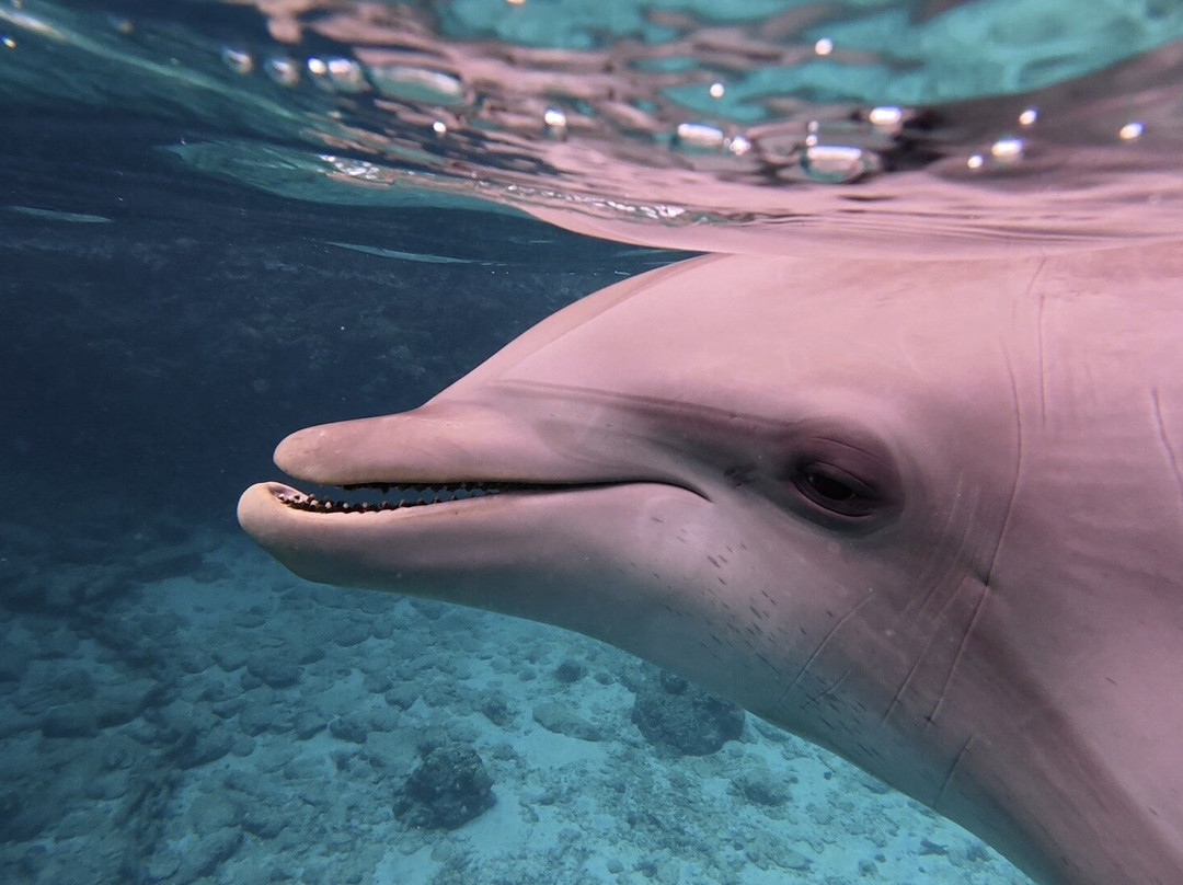 Dolphin Academy Curacao-威廉斯塔德必去景点