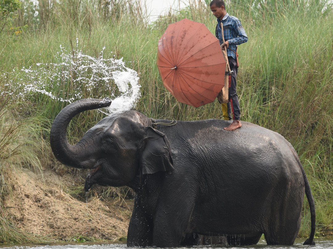 Nepal Dynamic Eco Tours & Services-奇旺国家公国必去景点