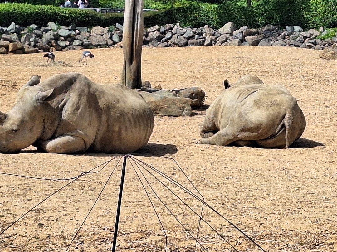 Colchester Zoo-科尔切斯特必去景点