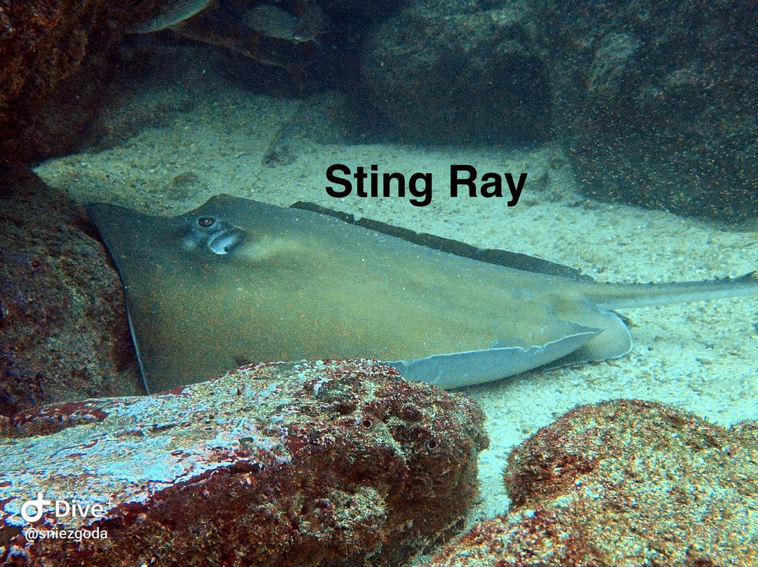 SCUBA Diving at Summer Salt Dive Center-Playas del Coco必去景点