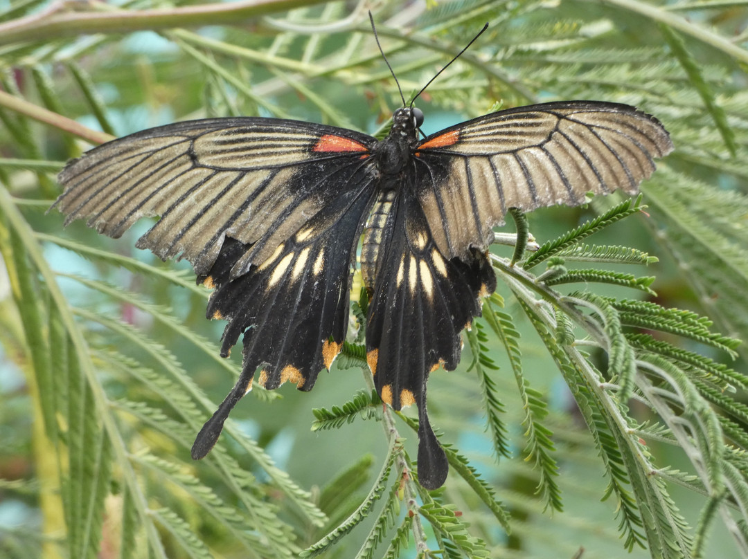 Guys Butterfly House-St Hilary必去景点