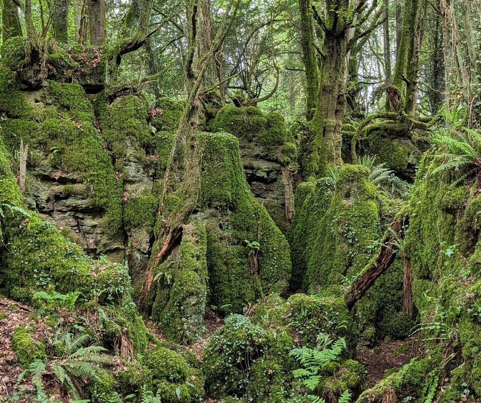 Puzzlewood-Coleford必去景点