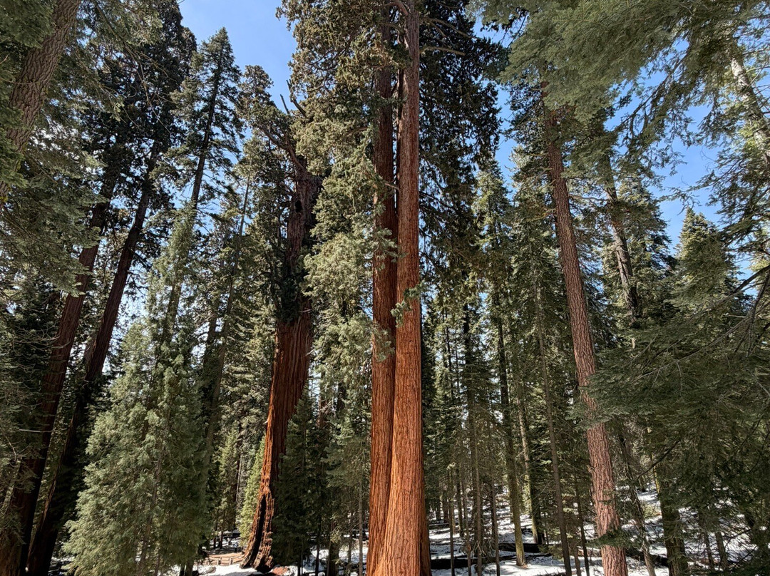 Sequoia and Kings Canyon National Parks-Three Rivers必去景点