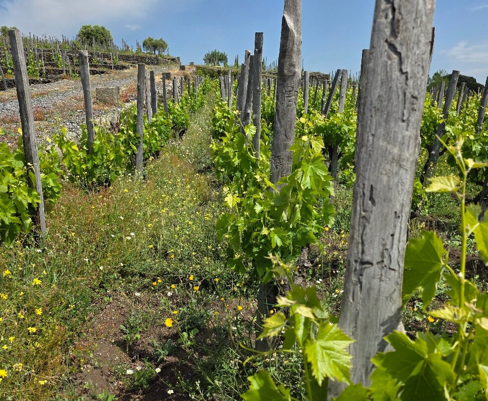 Benanti Winery-Viagrande必去景点