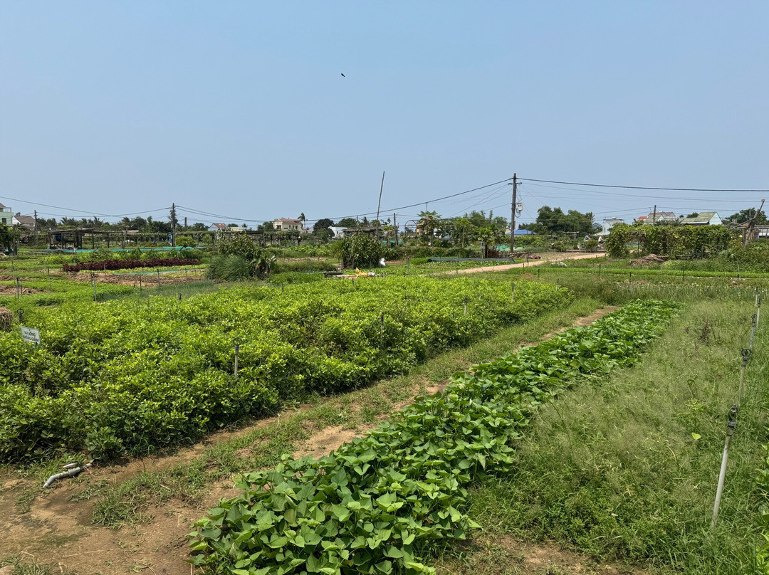 Tra Que Vegetable Village-会安必去景点