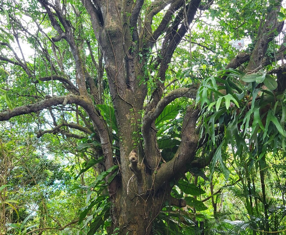 Phantasea Tropical Botanical Garden-圣 托马斯必去景点