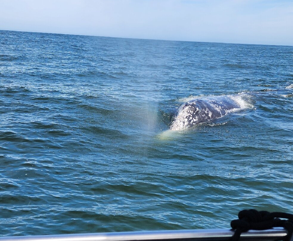 Whale Research EcoExcursions-Depoe Bay必去景点