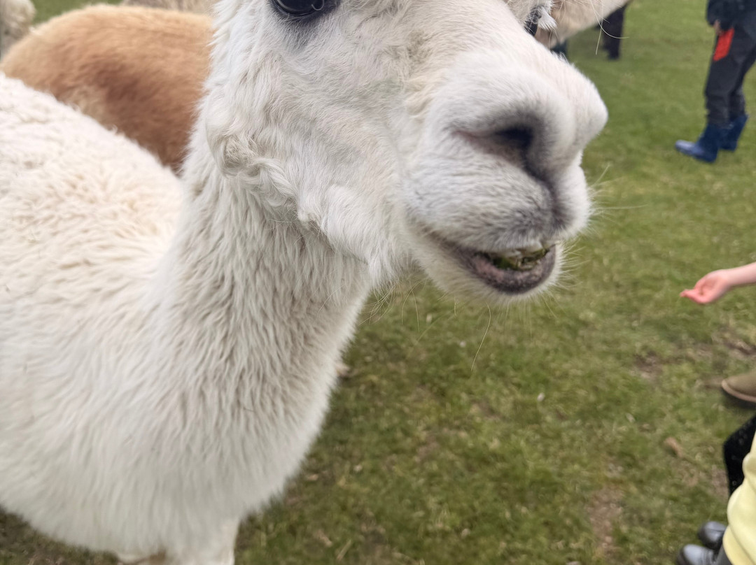 Simply Alpaca-伍斯特必去景点