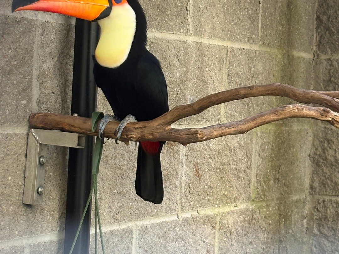 Sylvan Heights Bird Park-Scotland Neck必去景点