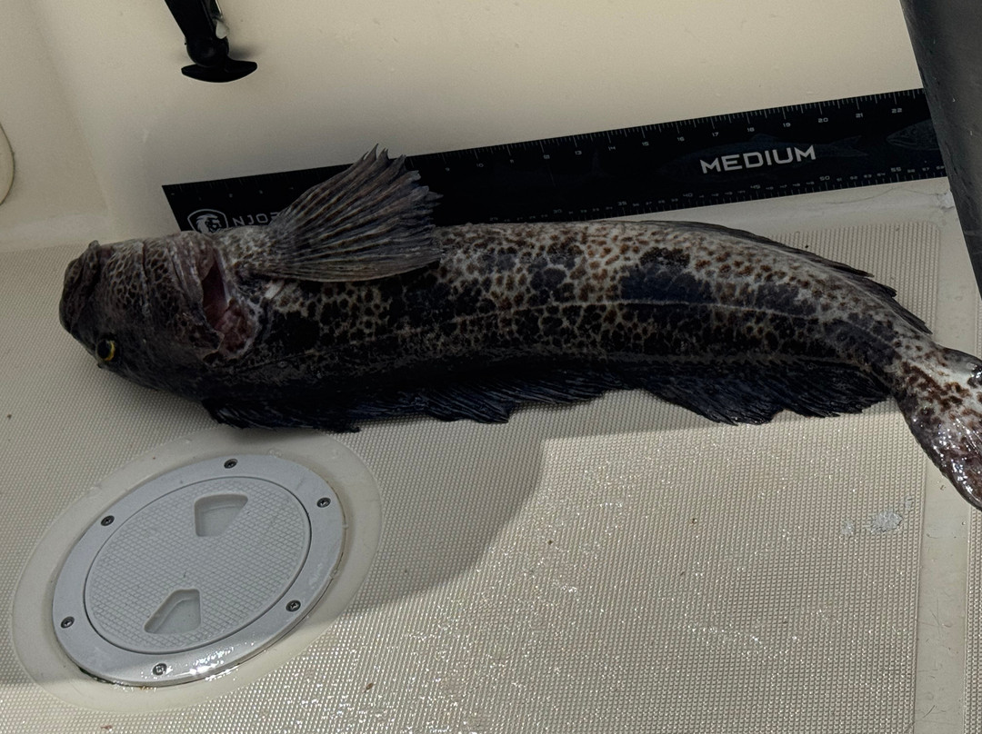 Island Pursuit Sport Fishing-Comox必去景点