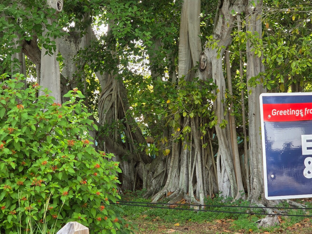 Edison and Ford Winter Estates-迈尔斯堡必去景点