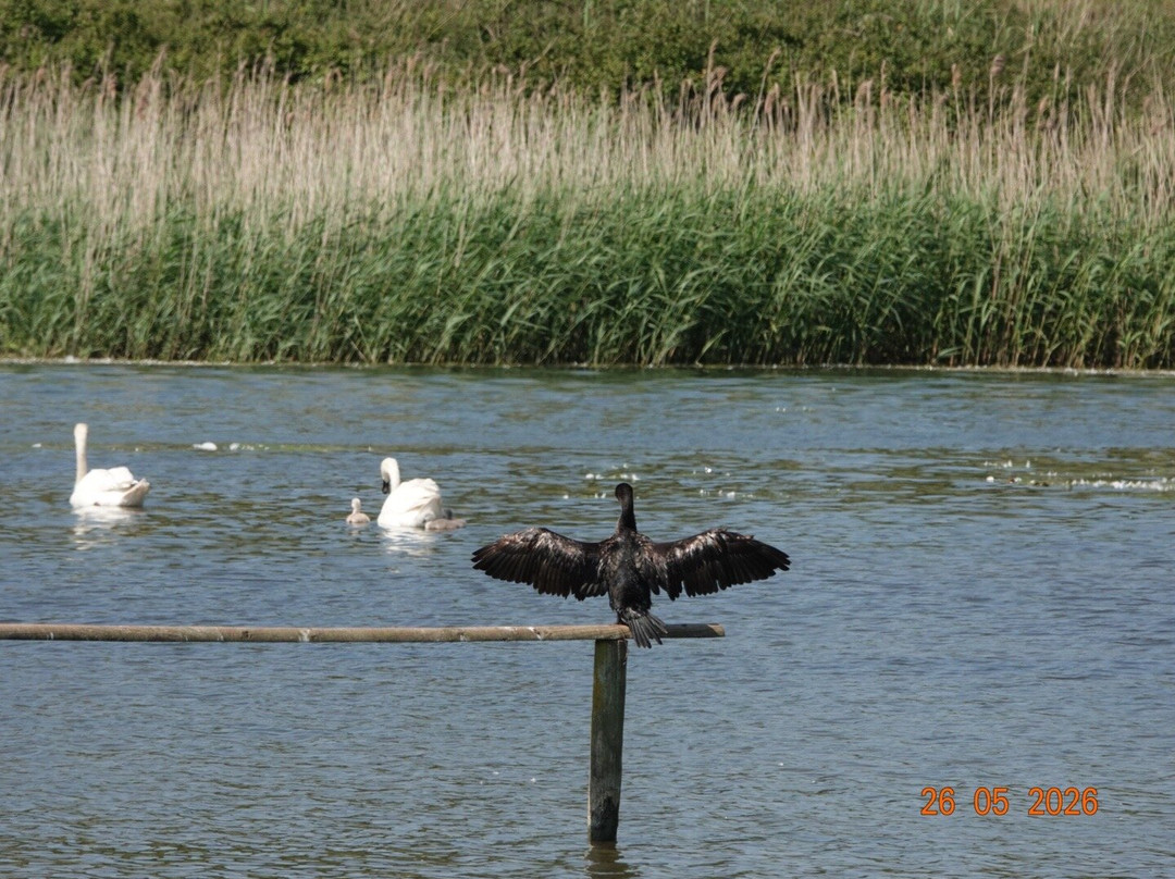 RSPB Weymouth Wetlands at Radipole Lake Nature Reserve-韦茅斯必去景点