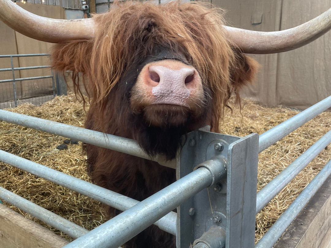 Cockfields Farm Park-Ashton-under-Lyne必去景点
