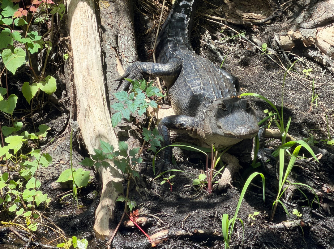 Swamp Fever Airboat Adventures-Lake Panasoffkee必去景点