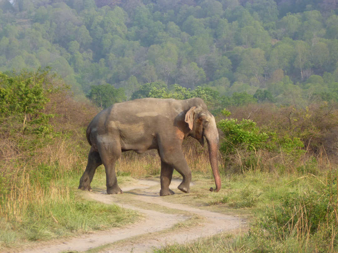 Corbett Safari-Jim Corbett National Park必去景点