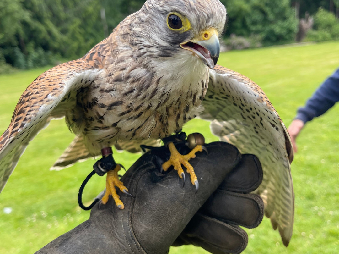 Dalhousie Castle Falconry-邦尼里格必去景点