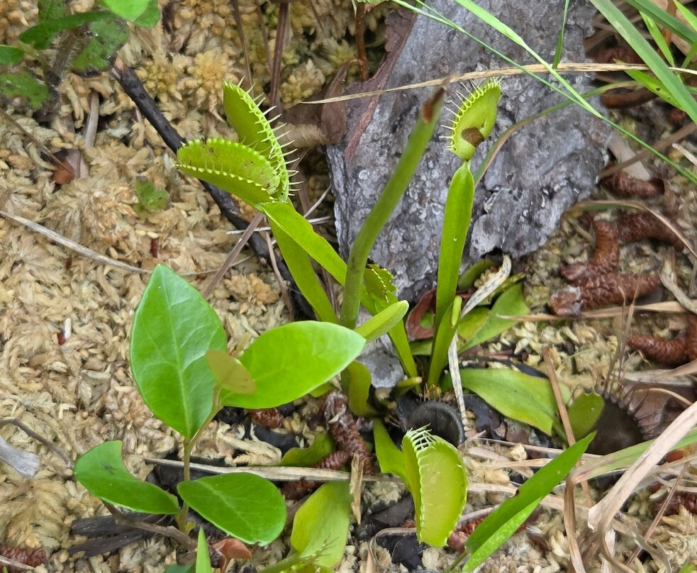 Carolina Beach State Park-卡罗来纳比奇必去景点