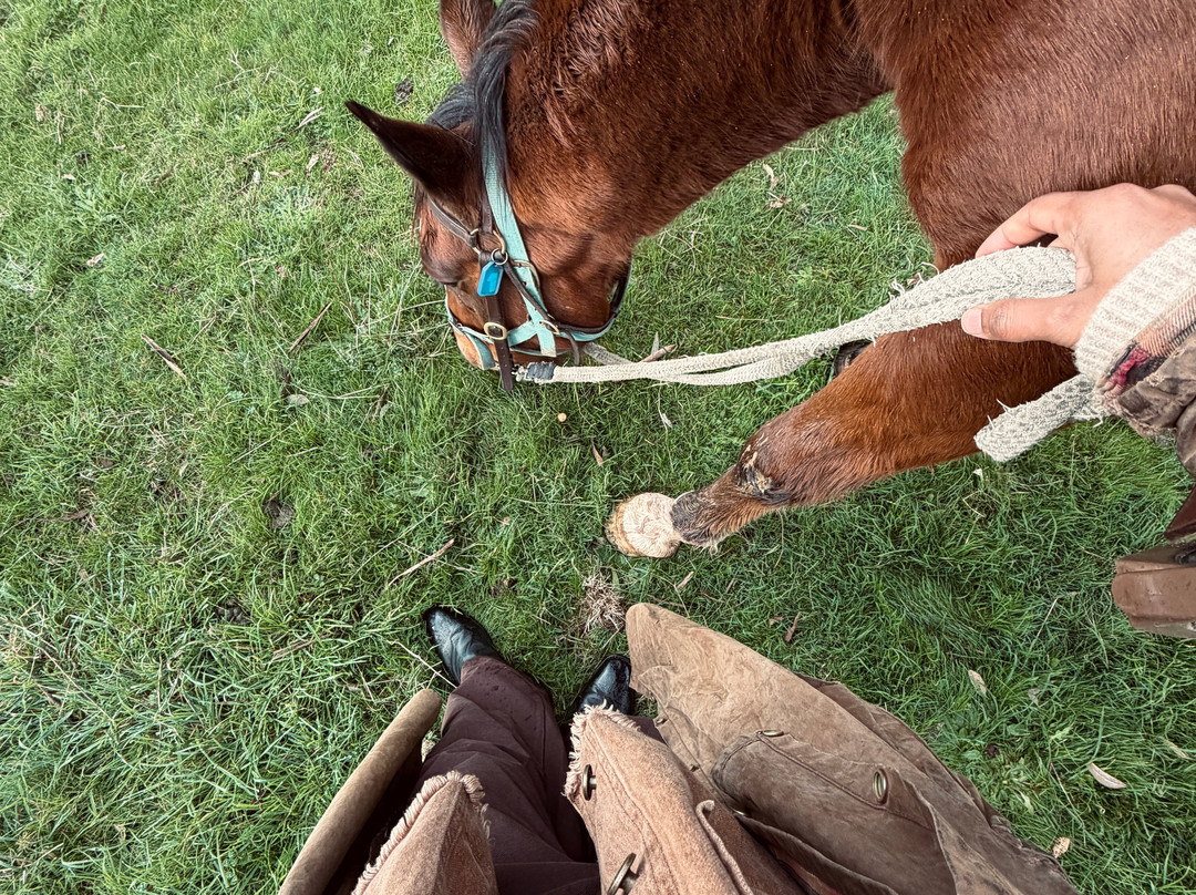 Watson's Mountain Country Trail Rides - Day Tours-曼斯菲尔德必去景点