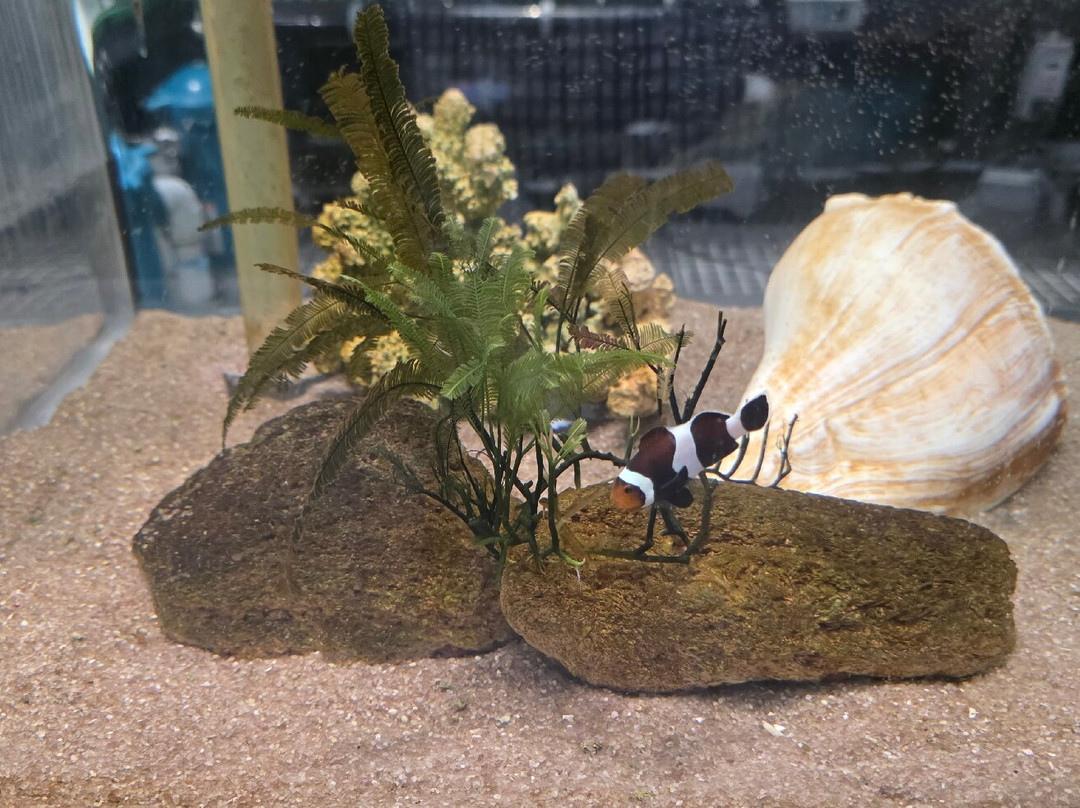 Flint RiverQuarium-奥尔巴尼必去景点