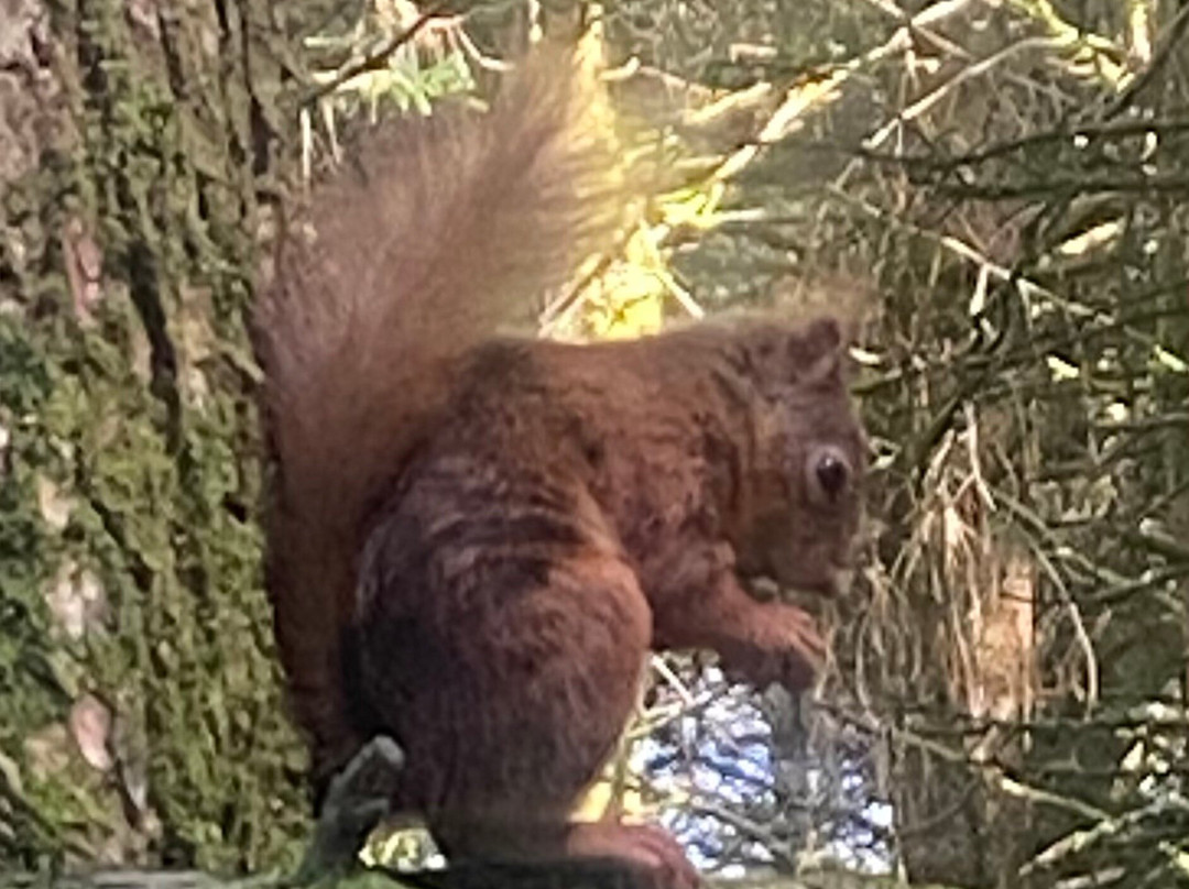 Snaizeholme Red Squirrel Trail-约克郡河谷国家公园必去景点