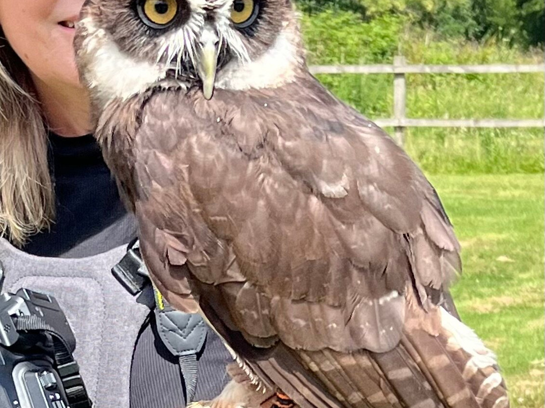Surrey Hills Falconry-Ockley必去景点