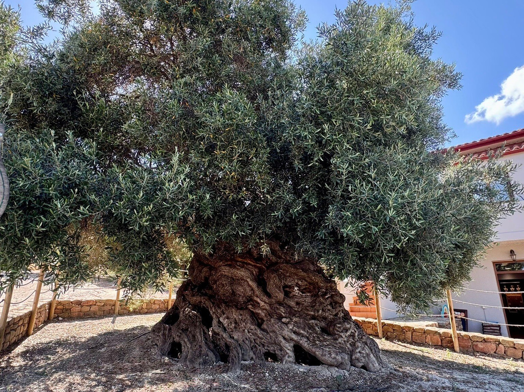 Chania Activities - Tours & Transfer-Souda必去景点