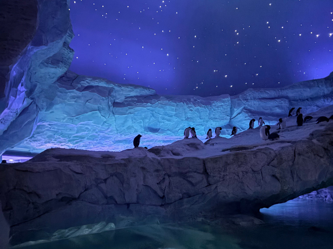 SeaWorld Yas Island Abu Dhabi-阿布扎比必去景点