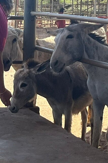 Donkey Sanctuary Aruba-Santa Cruz必去景点