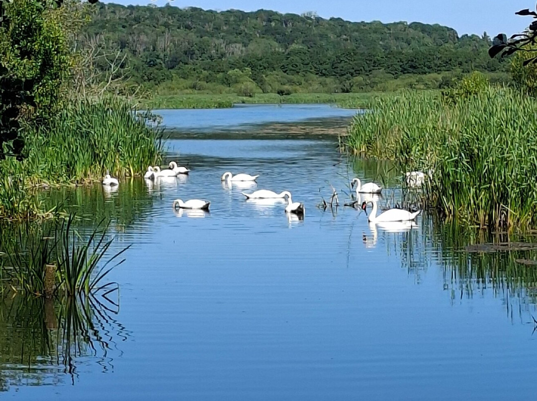 RSPB Leighton Moss Nature Reserve-Silverdale必去景点