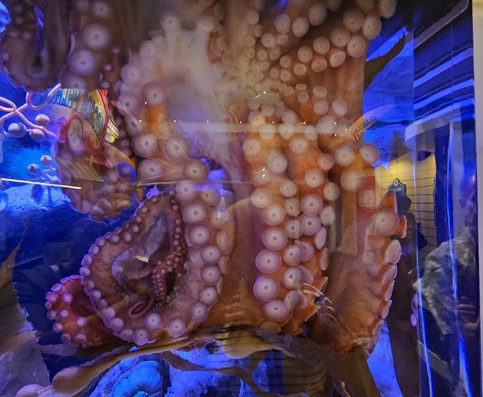 Aquarium At The Boardwalk-布兰森必去景点