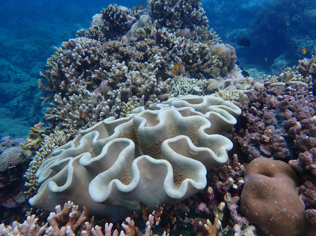 Menjangan Tour Snorkeling & Diving-Pejarakan必去景点