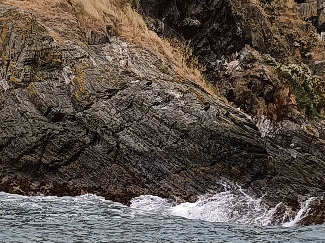 A Bay To Remember Wildlife Boat Trips-St. Dogmaels必去景点