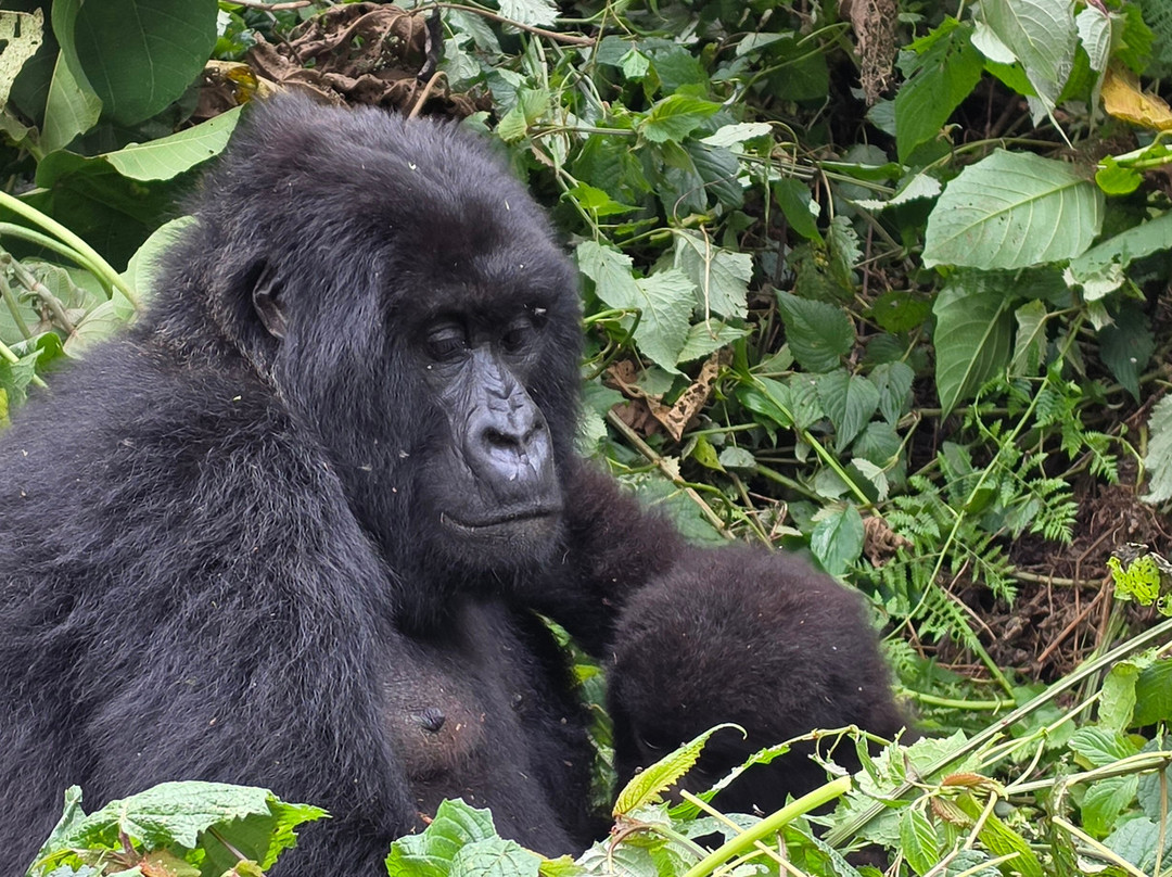 Volcanoes National Park Rwanda-Musanze District必去景点