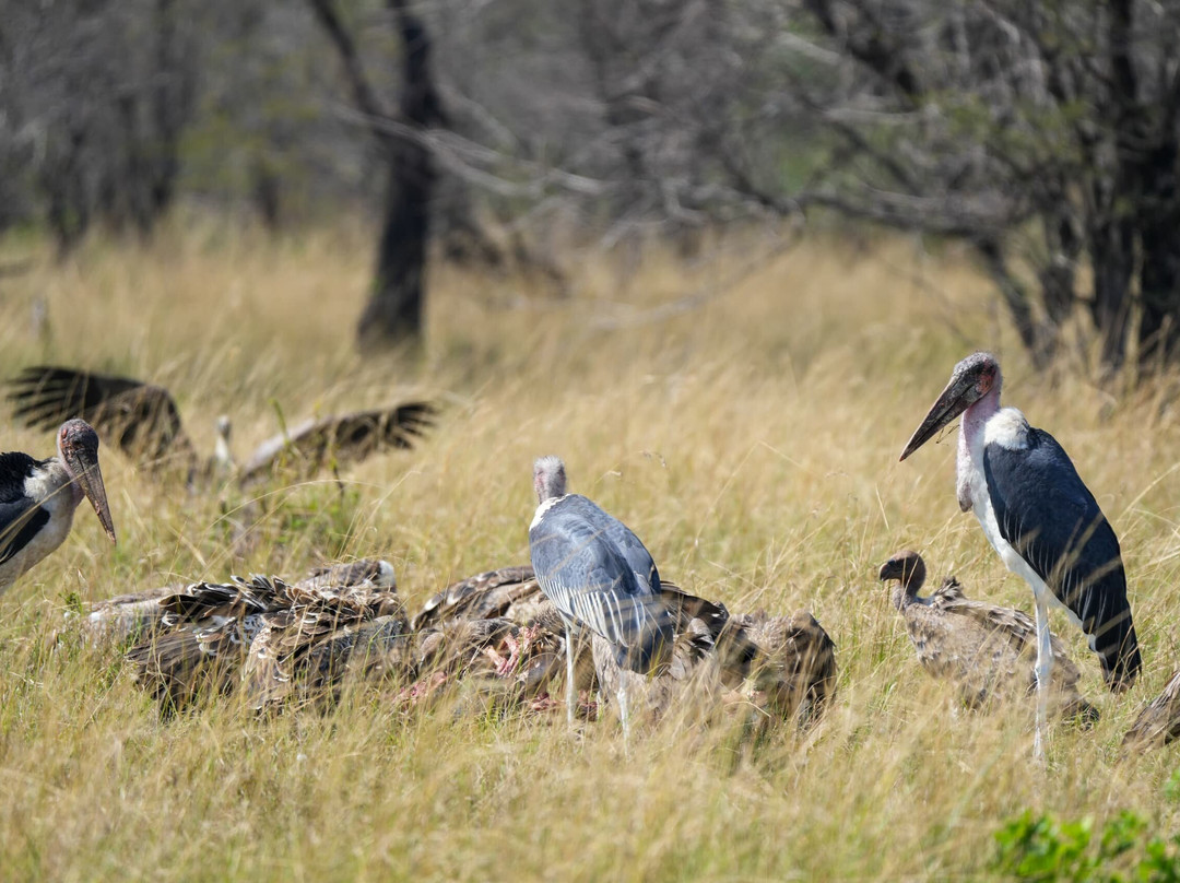 Great Serengeti Migration Safari Tour with TANZANIA SAFARI RADAR-Seronera必去景点