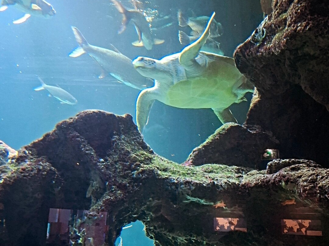 Aquarium La Rochelle-拉罗谢尔必去景点