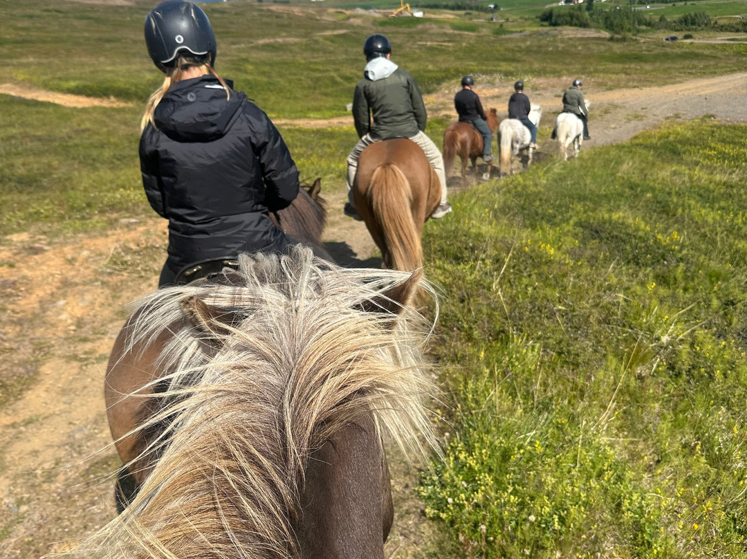 Tvistur Horse Rental-Dalvik必去景点