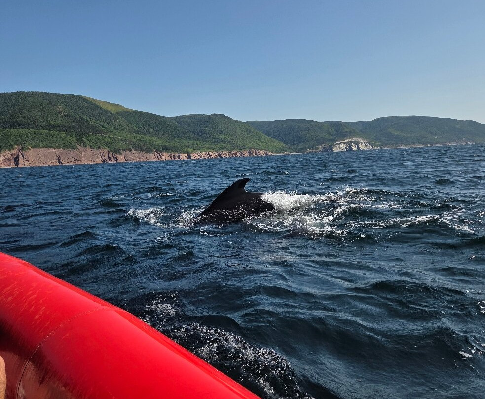 Captain Zodiac Whale Cruise-Cheticamp必去景点