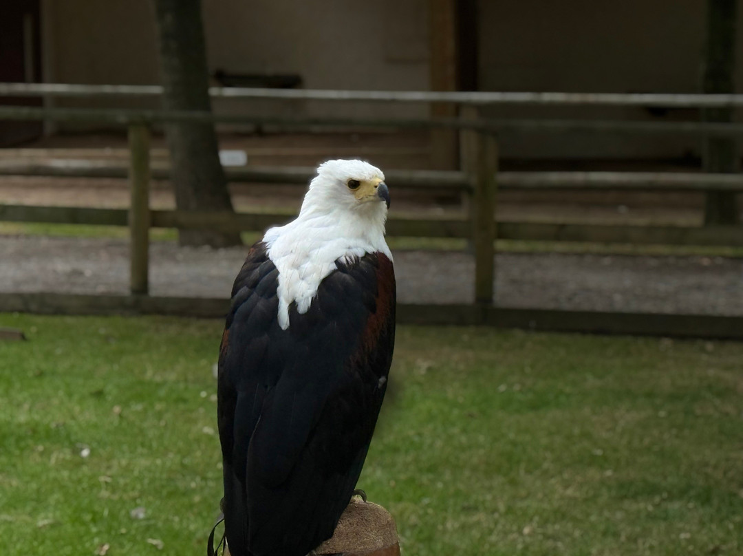 National Centre For Birds Of Prey-赫尔姆斯利必去景点