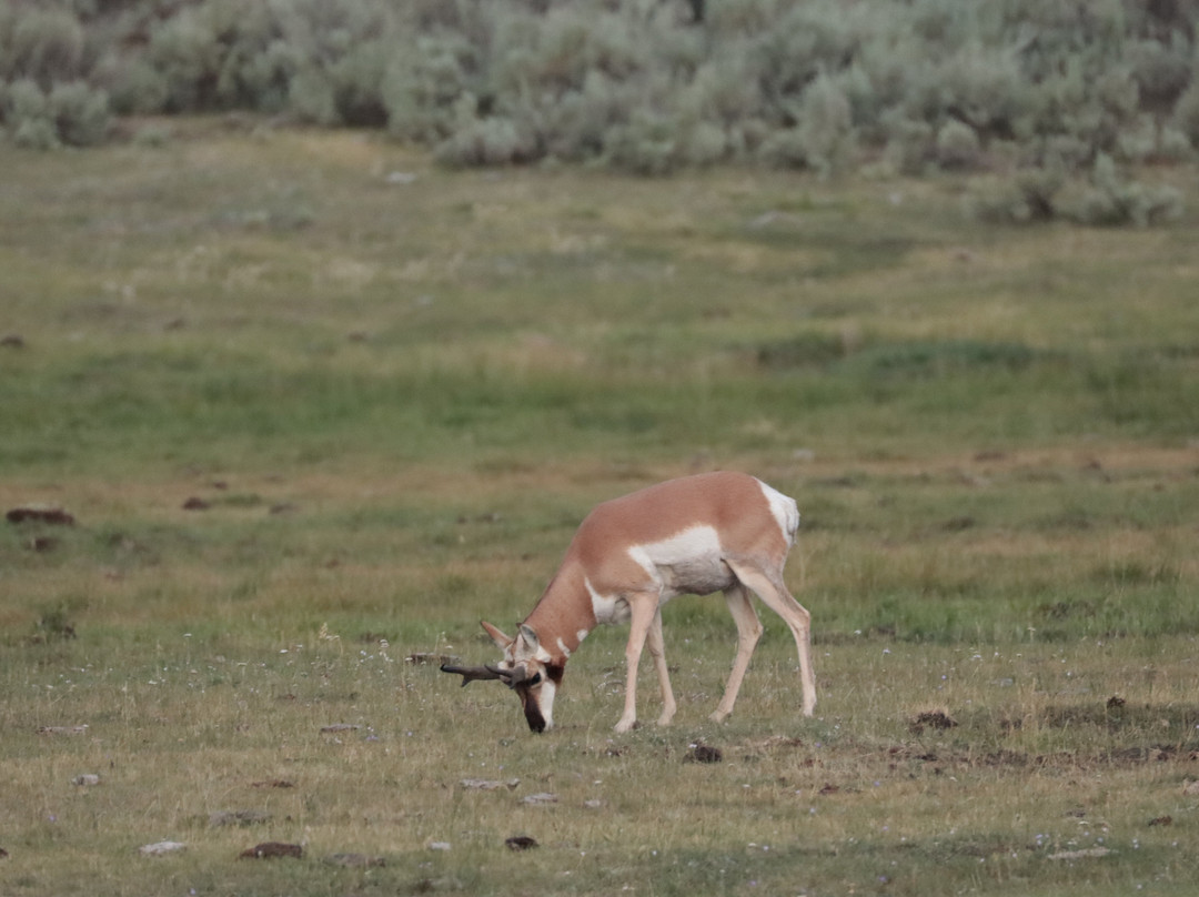 Yellowstone Wild-加德纳必去景点
