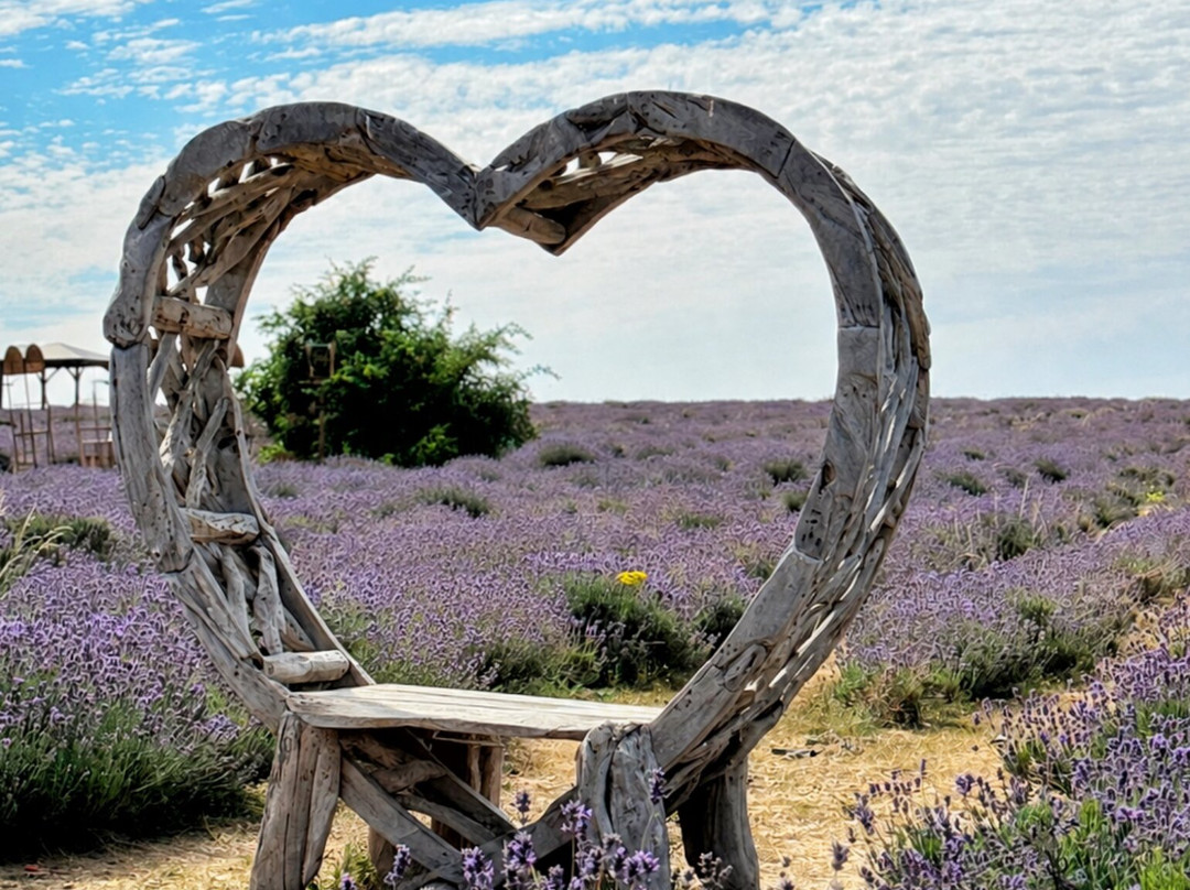 Mayfield Lavender Farm-Banstead必去景点