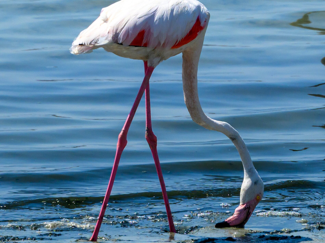 Parco Naturale Molentargius-Saline-卡利亚里省必去景点