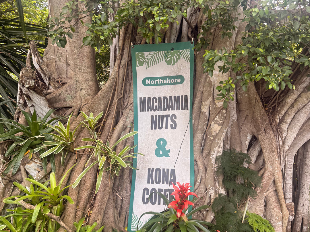 North Shore Macadamia Nut Company-哈雷瓦必去景点