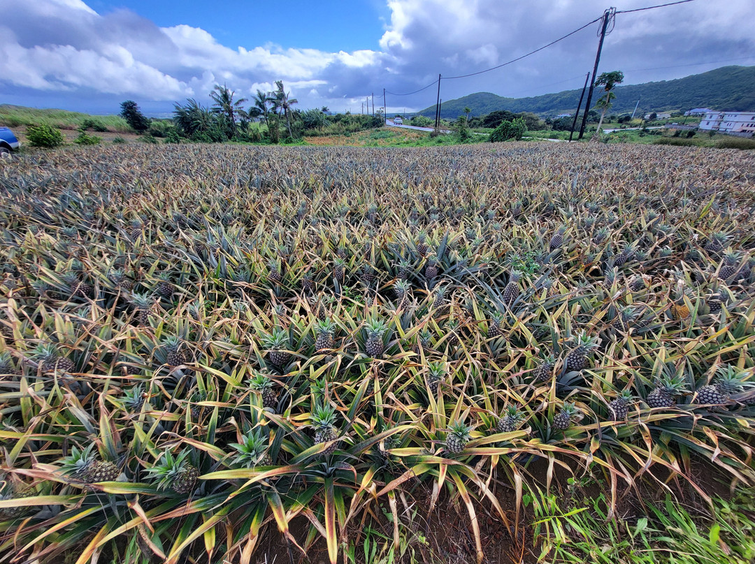 Nature Trails Mauritius-卡特勒博尔纳必去景点