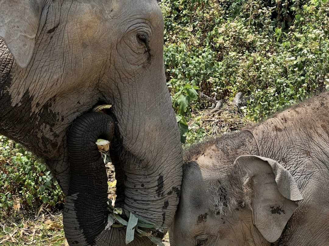 Blue Daily Elephant Care Sanctuary-清迈必去景点