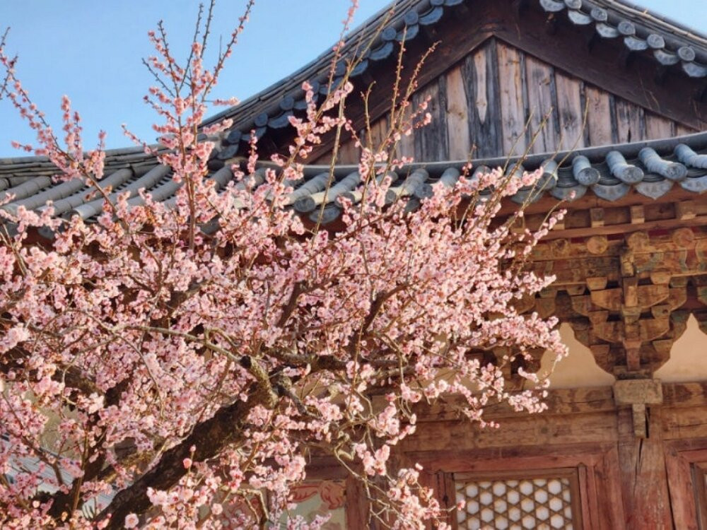 Tongdosa Temple-梁山市必去景点