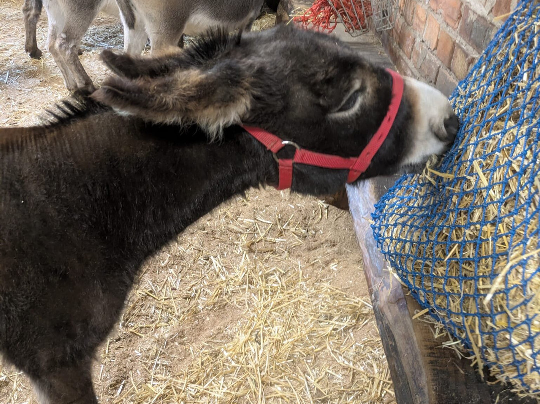 Moel Famau Donkeys-Llanferres必去景点